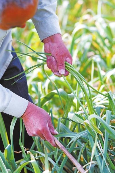 蒜薹市场价格走势最新分析