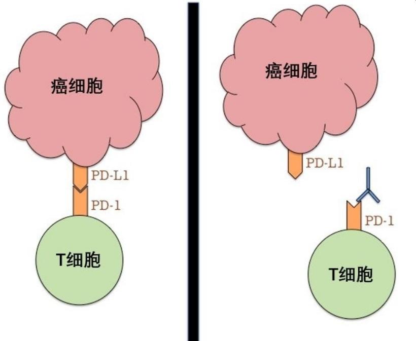 花开蝶相护 第4页