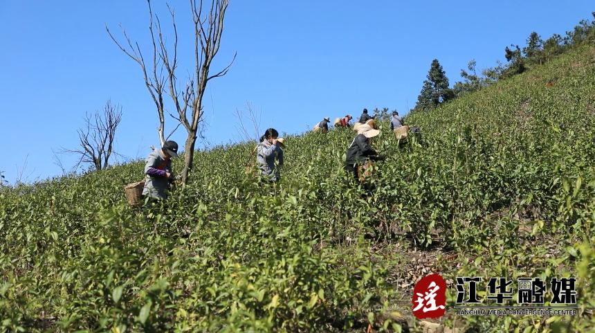 黄金瑶族乡交通新篇章，迈向现代化交通的跨越发展