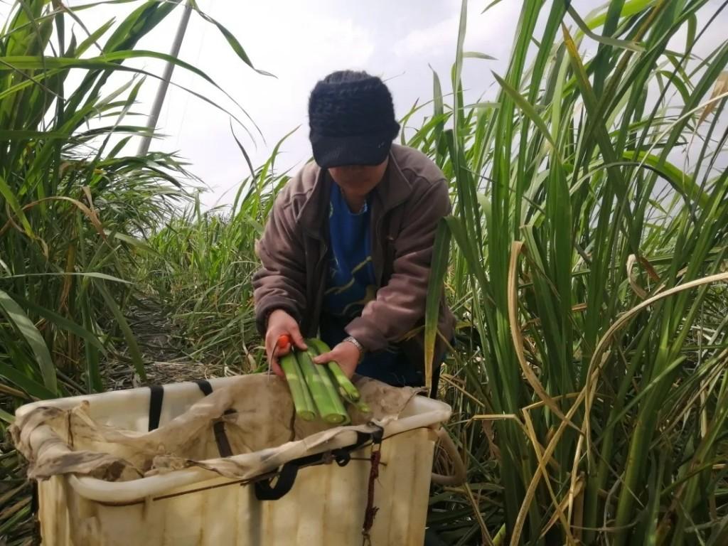 松花江农场新项目引领农业现代化先锋