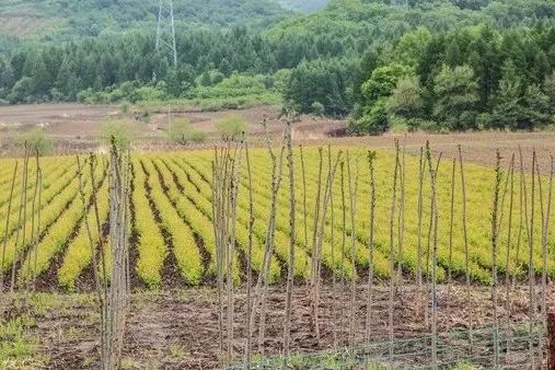 前黄苗圃新项目，绿色生态革新之旅